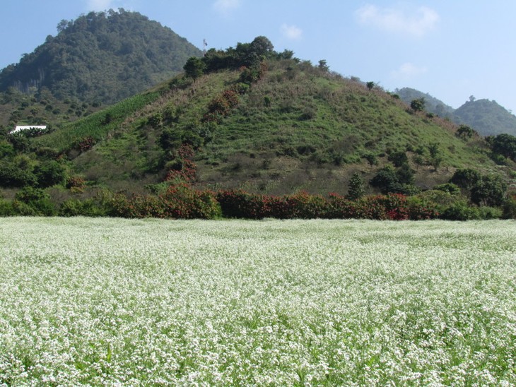 Tour of Moc Chau plateau - ảnh 3